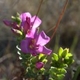 Plantas e arbustos com inflorescência de cor rosa ou roxa; ?>