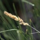 Fotos de plantas herbáceas e gramíneas