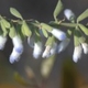 Plantas e arbustos com inflorescência de cor branca