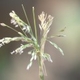 Fotos de plantas herbáceas e gramíneas