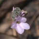 Plantas e arbustos com inflorescência de cor rosa ou roxa; ?>