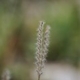 Fotos de plantas herbáceas e gramíneas