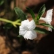 Plantas e arbustos com inflorescência de cor branca