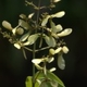 Plantas e arbustos com inflorescência de cor branca