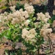 Plantas e arbustos com inflorescência de cor branca