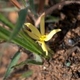 Fotos de plantas com flor amarela ou dourada