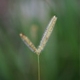 Fotos de plantas herbáceas e gramíneas