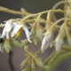 Plantas e arbustos com inflorescência de cor branca