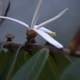 Plantas e arbustos com inflorescência de cor branca