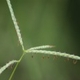 Fotos de plantas herbáceas e gramíneas