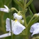 Plantas e arbustos com inflorescência de cor branca