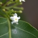 Plantas e arbustos com inflorescência de cor branca