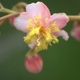 Plantas e arbustos com inflorescência de cor rosa ou roxa; ?>