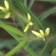 Fotos de plantas com flor amarela ou dourada