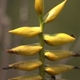 Fotografia de bromélias e plantas parecidas