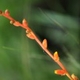 Fotografia de bromélias e plantas parecidas