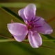 Plantas e arbustos com inflorescência de cor rosa ou roxa; ?>