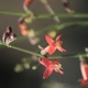 Plantas e arbustos com inflorescência de cor vermelha; ?>