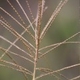 Fotos de plantas herbáceas e gramíneas