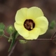 Fotos de plantas com flor amarela ou dourada