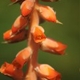 Fotografia de bromélias e plantas parecidas