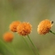 Fotos de plantas herbáceas e gramíneas