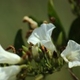 Plantas e arbustos com inflorescência de cor branca