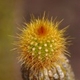 Fotografias de cactáceas e plantas espinosas