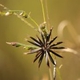 Fotos de plantas herbáceas e gramíneas