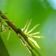 Plantas e arbustos com inflorescência de cor branca