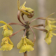 Fotos de orquídeas