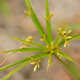 Fotos de plantas herbáceas e gramíneas