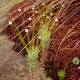 Fotografia de bromélias e plantas parecidas