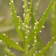 <Plantas e arbustos com inflorescência de cor branca