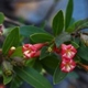 Plantas e arbustos com inflorescência de cor vermelha; ?>