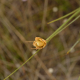 Fotos de plantas herbáceas e gramíneas