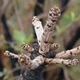 Plantas depois de um incêndio