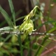 Plantas e arbustos com inflorescência de cor branca