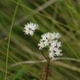 Plantas e arbustos com inflorescência de cor branca