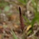 Fotos de plantas herbáceas e gramíneas