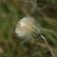 Fotos de plantas herbáceas e gramíneas