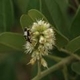 Plantas e arbustos com inflorescência de cor branca