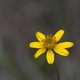 Fotos de plantas com flor amarela ou dourada