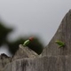 Plantas depois de um incêndio