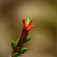 Plantas e arbustos com inflorescência de cor vermelha; ?>