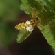 Plantas e arbustos com inflorescência de cor branca