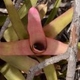 Fotografia de bromélias e plantas parecidas