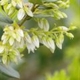 Plantas e arbustos com inflorescência de cor branca