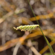 Fotos de plantas herbáceas e gramíneas