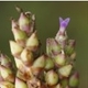 Fotografia de bromélias e plantas parecidas